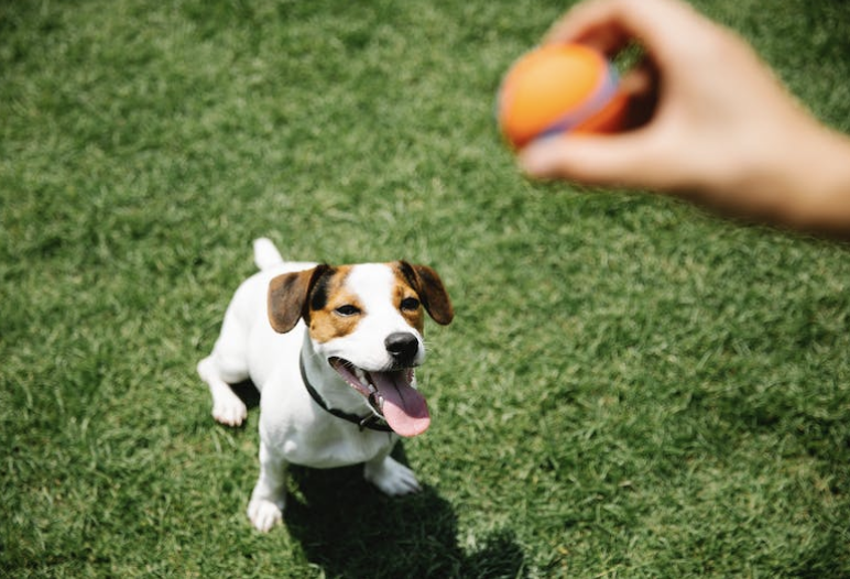 Benefits and Importance of Dog Playtime