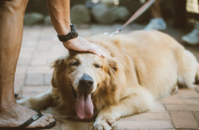5 Best Activities for Your Dog's Mental Health