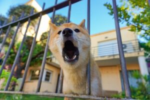 Understanding Dog Barking: What's Acceptable and What's Not
