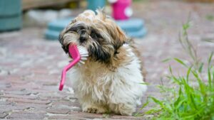 7 Dog Grooming Essentials | Images From Pexel