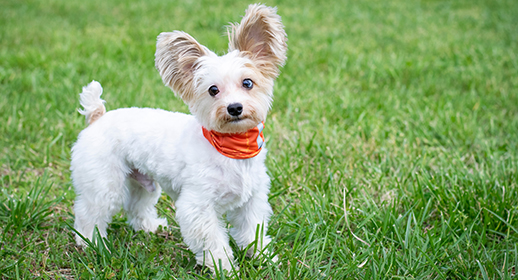 Off Leash K9 Training of Detroit, Michigan small white dog