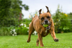 Dog training in Pontiac MI: Boxer running with a tennis ball