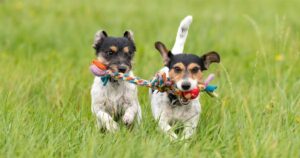 Dog training in West Bloomfield Township MI: dogs with a toy