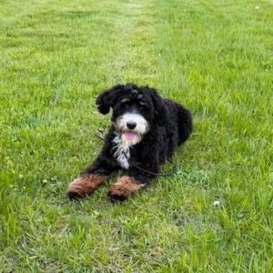 Black and white dog resting on grass during training