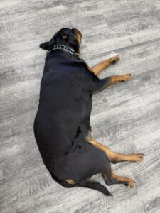 Rottweiler lying calmly on floor during house training