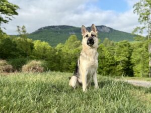 German Shepherd sitting on grass during dog training