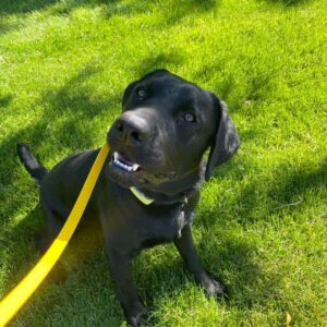 Black Labrador on leash learning to stop digging