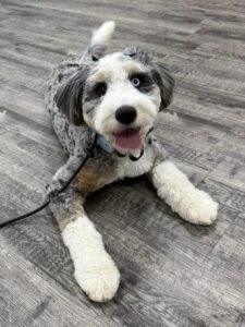 Gray and white dog lying calmly during indoor training