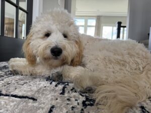 White fluffy dog resting on rug inside the house