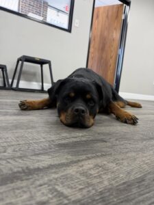 Rottweiler lying calmly on floor during house training