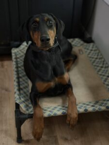 Doberman resting on bed during indoor house training