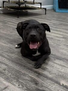 Black dog lying calmly indoors during obedience training